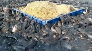 Catfish Farming In Cement Tank In Asia|hybrid magur fish farming in india
