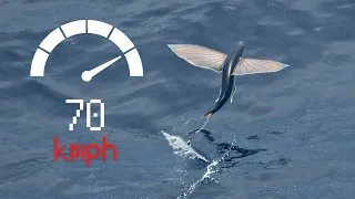 Top 10 FASTEST Ocean Animals