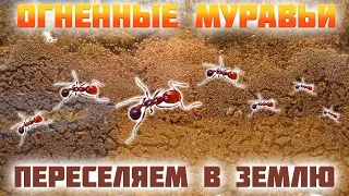 Переселяем огненных муравьев в землю ● Solenopsis geminata ● настальжи