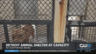 Detroit Animal Shelter At Capacity, Adoption Fees Waived