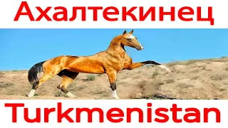 Akhal-Teke horses - the pride of the Turkmen people