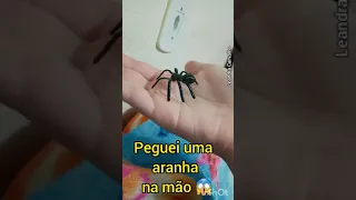 Peguei uma aranha na mão 😱🕷 #shorts