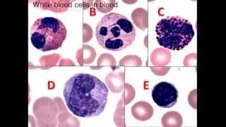 6. Peripheral Blood