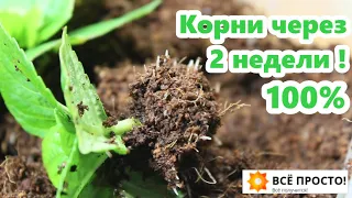 Крупнолистная гортензия -100% результат!! Зимнее черенкование - 2 эффективных способа.