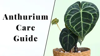 HOW TO CARE FOR ANTHURIUMS | Anthurium Care Guide | How to Care for Rare Anthuriums | Aroid Care