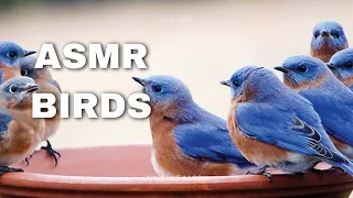 Asmr natural birds sounds   l    Asmr natural bird natural bird sounds  l  asmr fast and aggressive