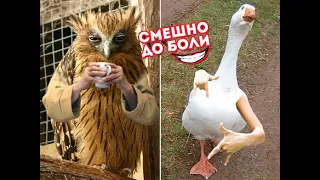 Funny Animals(Funny-People) part #1