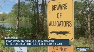 Large alligator flips kayaks in Alabama lake