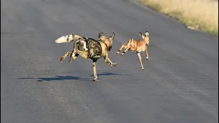 Wild Dog Pack Catches Impala Lamb in Road
