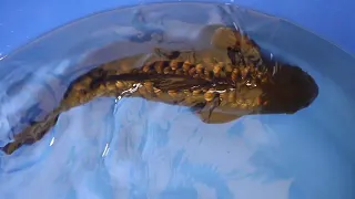 Samudra Koifarm - Dark Ginrin Aragoke Karasugoi - 42cm - male