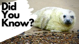 British Wildlife - GREY SEALS on the Norfolk coast