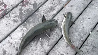 How To Catch a Mullet Without a Cast Net!