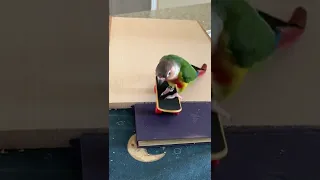 Smart parrot rides a skateboard