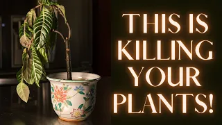 This Is why you kill every plant you buy☠️🌵