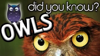Five Interesting Owl Facts