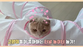 [cat vlog] 고양이터널에서 놀기 | 캣터널 추천