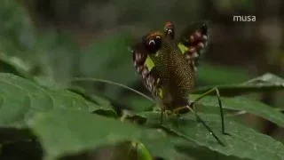 Bicho-folha-verde (família Tettigoniidae)