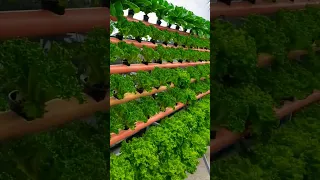 Hydroponics | Harvest |Lettuce | Satisfying moment