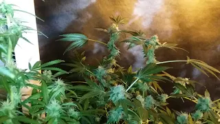 UCGs medical cannabis garden update/documentary for saturday 7/14/18