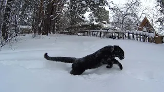 Leopard in snow