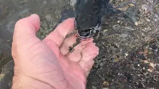 Как лосось идет на нерест на Камчатке