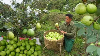 Planting sugarcane in a large area and harvesting guava fruit,bringing it to the market to sell EP27