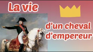 Le cheval de Napoléon ? // MARENGO