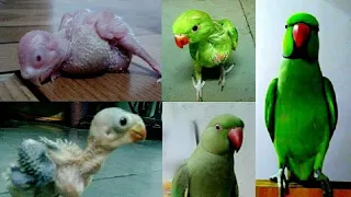 New Born Ringneck Parrot Chick Growth Stages 1 -  30 days ।। Birds ।। Forest ।। #parrots #nature