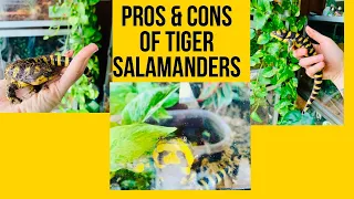 Pros & Cons to Tiger Salamanders!!!