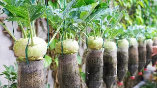 Maximize Your Kohlrabi Yield With Plastic Bottle Gardening