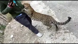 leopard playing with people in kullu ! wild animals in Himachal pradesh !! Tirthan Valley