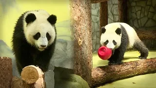 Russia embraces its first ever giant panda ‘gang'