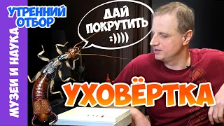 Уховертка — всесторонний разбор. Тимофей Левченко