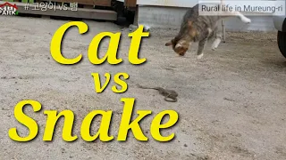 #Snake vs cat #When a snake meets a cat #猫vs蛇