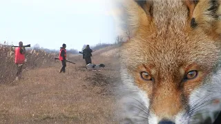 Hunting Serbia - Fox hunting 2 | Lov na lisice Vojvodina - okolina Zrenjanina | Hunting predator