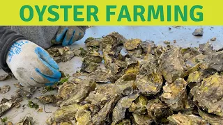 How Oysters are Farmed in California. Oyster spat filled FLUPSY!!!!!