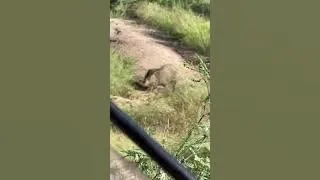 Thirsty JAVELINA spotted from hunting BLIND