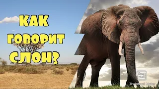 КАК ГОВОРИТ СЛОН / ЗВУКИ СЛОНА 🐘
        
        
        #слон #как_говорит_слон #звуки _слона