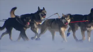 Iditarod 2022 Brent Sass Finish 1st