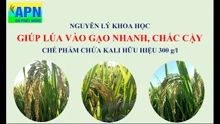 APN - NGUYÊN LÝ KHOA HỌC GIÚP LÚA VÔ GẠO NHANH - CHẾ PHẨM CHỨA KALI HỮU HIỆU CAO NHẤT HIỆN NAY #apn