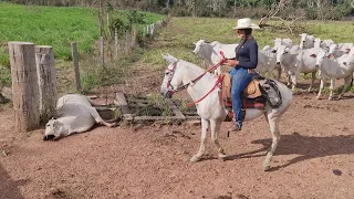 COBRA FAZ MAIS UMA VÍTIMA F@TAL😨