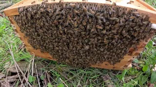 Catching a Bee Swarm