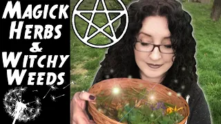 MAGICK HERBS and WITCHY WEEDS from Your Backyard