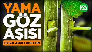 Yama Göz Aşısı Nasıl Yapılır, Yama Göz Aşısı Ne Zaman Yapılır. Uygulamalı Anlatım (gözaşısı/6)