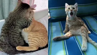 OMG So Cute Cats 😂😹🔥 | TRY NOT TO LAUGH CHALLENGE | Best Funny Cat Videos 2021|   Funny Cats & Dogs
