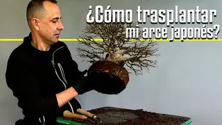 Cómo transplantar un bonsái de arce japonés.