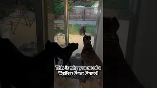Cane Corso’s try to attack bear!