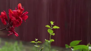 Cozy Window Rain & Thunder  Be Asleep in 10 min  Heavy Rain for Sleep, Study and Relaxation