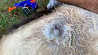 CAUTION 🤮 GROSSNESS; BotFly Removal Part 1