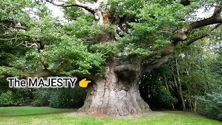 Majesty Oak, Moment's